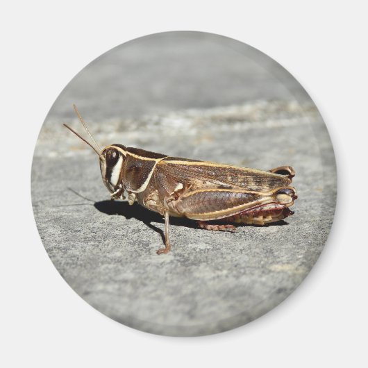 Two-Striped Grasshopper Magnet Magneet (Voorkant)