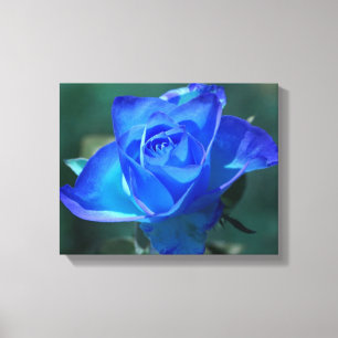 Two Tone Blue Roos Wrapped Canvas Afdruk