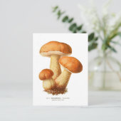 Tylopilus Briefkaart (Staand voorkant)