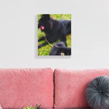 Typisch kat-en-hond-gedrag Dierscène