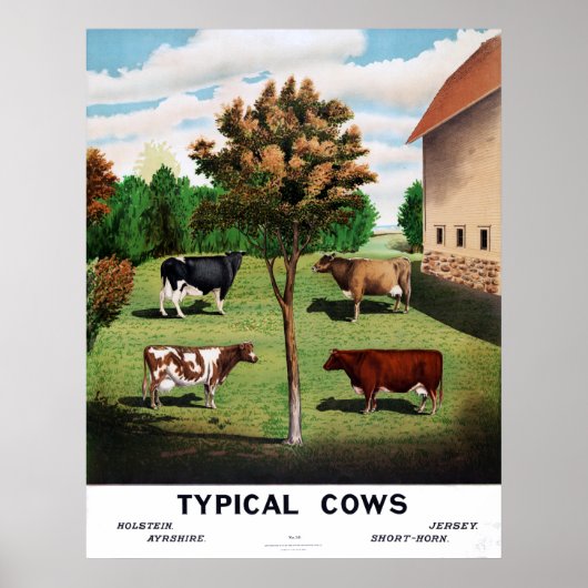 typische Koeien Holstein Jersey Short-Horn Poster (Voorkant)