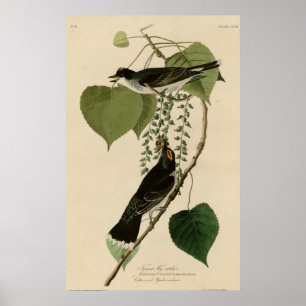 Tyrant Fly Catcher Poster