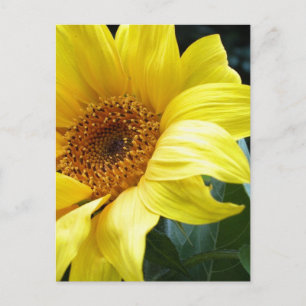 U R mijn zonnebloem Briefkaart