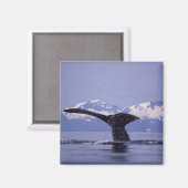 U.S.A., Alaska, Inside Passage Humpback whale Magneet (Voorkant / Achterkant)