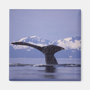 U.S.A., Alaska, Inside Passage Humpback whale Magneet