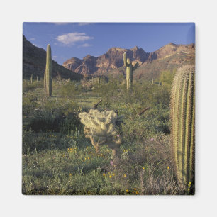 U.S.A., Arizona, Organ Pipe National Monument. Magneet