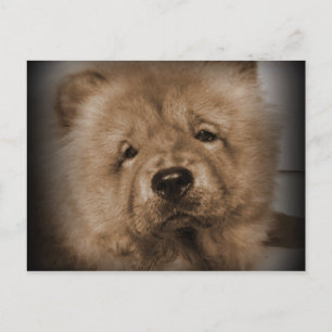 Udon, mijn Baby Briefkaart