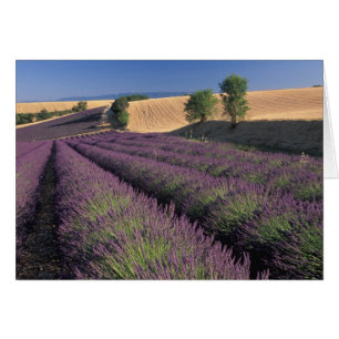 UE, France, Provence, champs de lavande 3