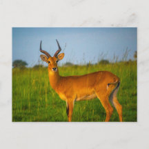 Uganda Murchison Herfsten Antelope Briefkaart