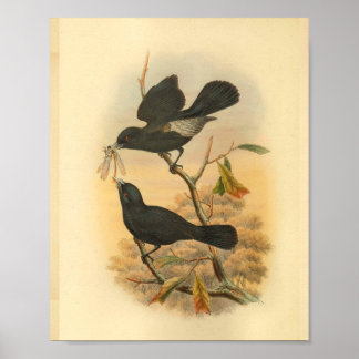 Ugi Island Black Flycatcher Bird  Print