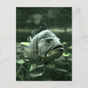 Ugly Aquarium Fish Briefkaart