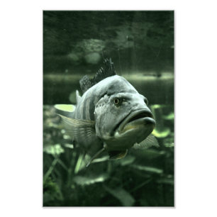 Ugly Aquarium Fish Foto Afdruk