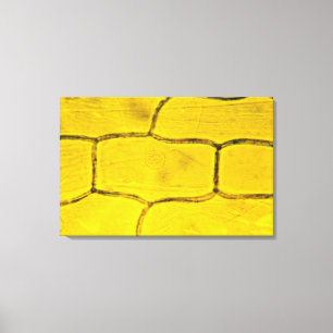 Uien Plant cellen Canvas Afdruk