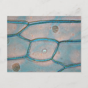 Uiencellen onder de microscoop briefkaart
