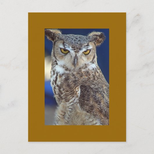 uil briefkaart (Voorkant)