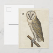 Uil Briefkaart (Voorkant / Achterkant)