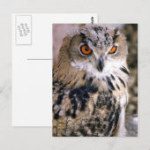 uil briefkaart (Voorkant / Achterkant)
