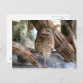 uil briefkaart (Voorkant / Achterkant)