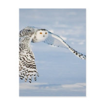 Uil Dierlijke Vogel Winter Sneeuw Bevroren IJskoud