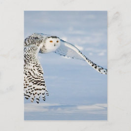 Uil Dierlijke Vogel Winter Sneeuw Bevroren IJskoud Briefkaart