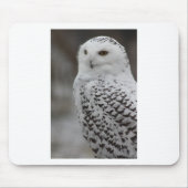 Uil Muismat (Voorkant)