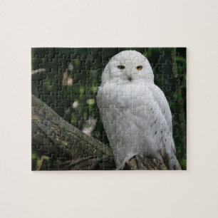 Uil Puzzel