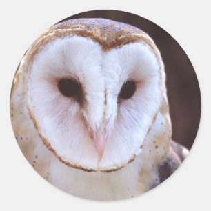 uil ronde sticker