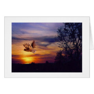 Uil Sunset Foto