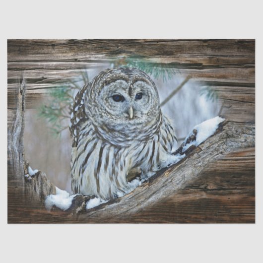 Uil Tissuepapier (Voorkant)