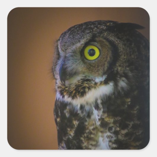 uil vierkante sticker (Voorkant)