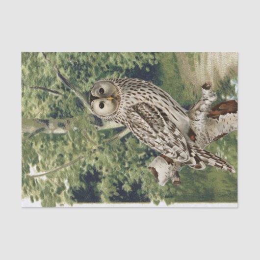 Uil Vogel Bos Berkenboom Bossen Decoupage Tissuepapier (Voorkant)