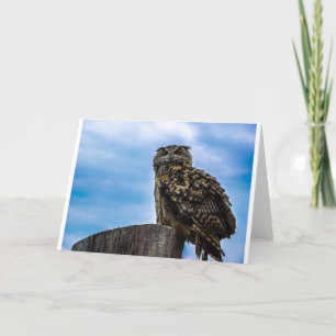 Uil Vogel Veren Dier Natuur Lotsbestemming Vrede L Bedankkaart