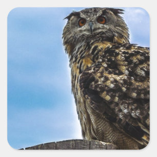 Uil Vogel Veren Dier Natuur Lotsbestemming Vrede L Vierkante Sticker