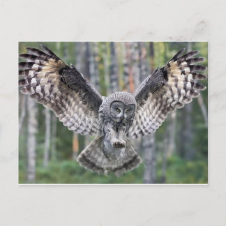 Uil Vogels Veren Feest Shower Leraar Klas Kunst Briefkaart