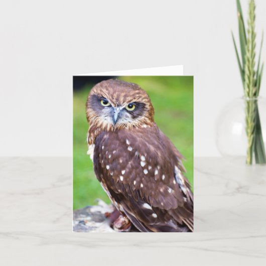 Uil wenskaart kaart (Voorkant)