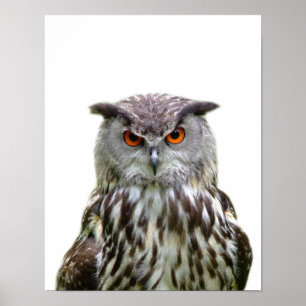 Uil wilde bosdier foto peekaboo kinderkamer poster