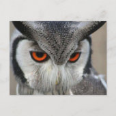 uilen briefkaart (Voorkant)