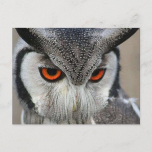 uilen briefkaart (Voorkant)