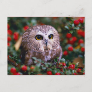 uilen briefkaart