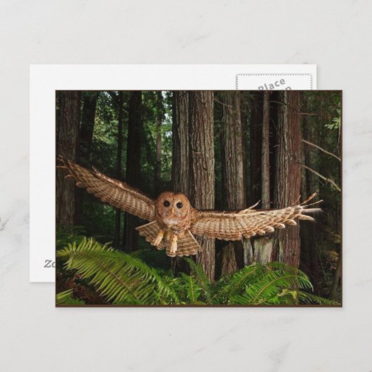 uilen briefkaart (Voorkant / Achterkant)