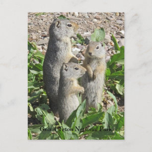 Uinta Ground Squirrel Family Briefkaart
