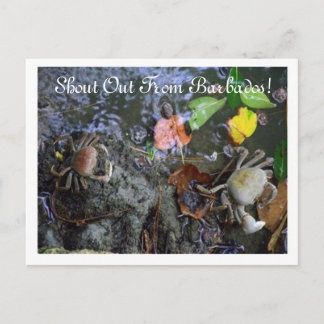 Uit Barbados! Sandy Lane Resort Briefkaart