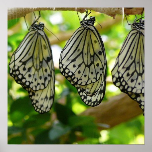 Uit cocons-Poster voortkomende Poster (Voorkant)