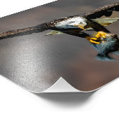 Uit de weg, adelaar met vis foto afdruk (Hoek)