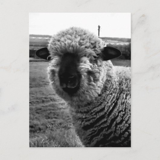 Uit Sight M-a-a-a-n Briefkaart (Voorkant)