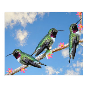 Uitgerekt Canvas Drie kolibries neergestreken Foto Afdruk