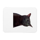 Uitgestreken kat, uitgestreken magneet (Horizontaal)