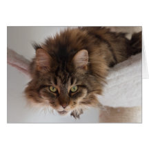 Uitkleden - Maine Coon kat card
