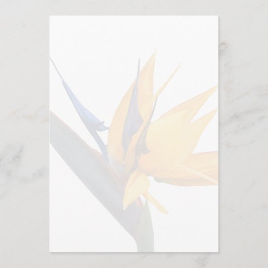 Uitnodiging tot weduwschap met de paradijzen (Achterkant)