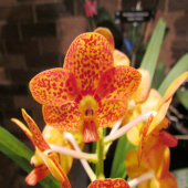 uitnodiging voor gouden textuur